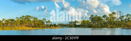 Palmen auf der anderen Seite des Sees, Fred C. Babcock/Cecil M. Webb Wildlife Management Area in Punta Gorda, Florida, USA Stockfoto