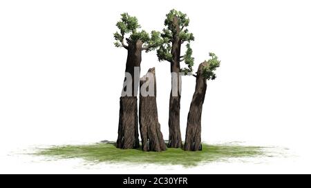 Riesiger Redwood-Baum auf einer grünen Fläche Stockfoto