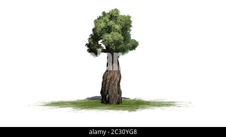 Riesiger Redwood-Baum auf einer Sandfläche Stockfoto