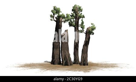 Riesiger Redwood-Baum auf einer Sandfläche Stockfoto