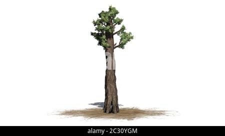 Riesiger Redwood-Baum auf einer Sandfläche Stockfoto