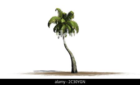 Kokospalme auf einer Sandfläche Stockfoto
