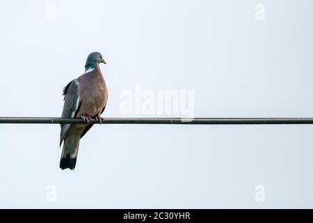 Eine Holztaube, Columba palumbus, auf einem Überkopfdraht. Stockfoto