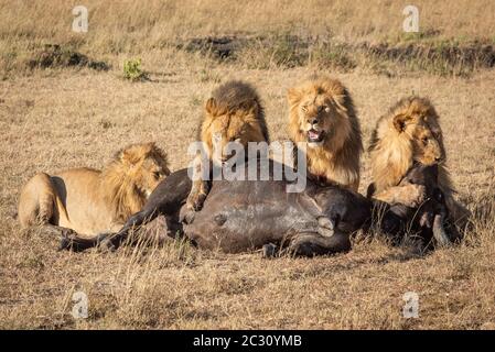 Vier männliche Löwe Fütterung auf Büffel Karkasse Stockfoto