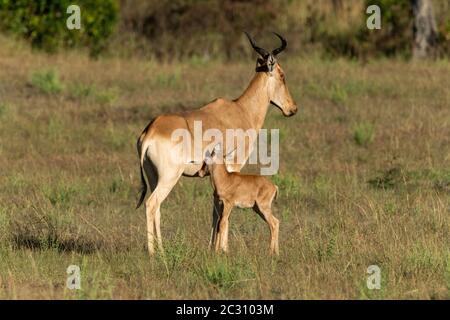 Weibliche hartebeest Krankenschwestern Baby in sonnendurchfluteten Savannah Stockfoto