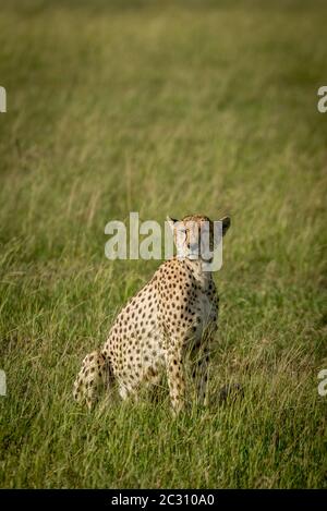 Gepardin drehen Kopf sitzt im Gras Stockfoto