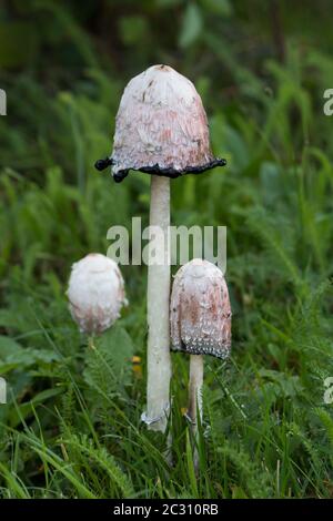 Drei zottige Tintenkappen (Coprinus comatus) wachsen nebeneinander, in verschiedenen Reifungsphasen Stockfoto