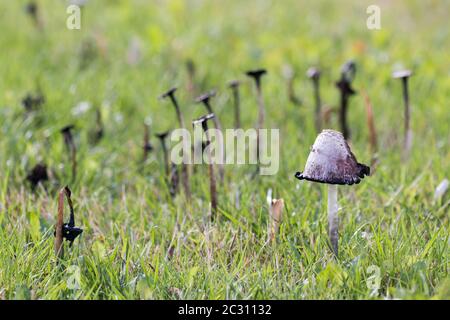 Überreifer Tintendeckel (Coprinus comatus) vor verfallenden Individuen Stockfoto