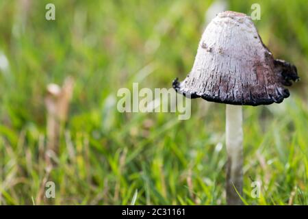 Überreifer Tintendeckel (Coprinus comatus) im Grasland Stockfoto