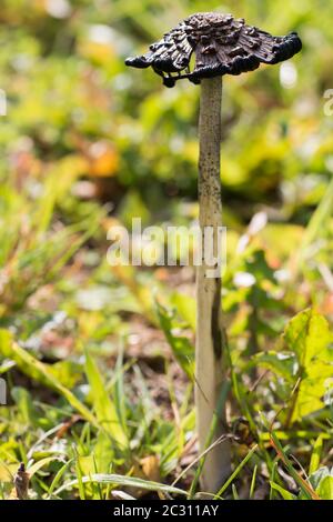 Überreifer Tintendeckel (Coprinus comatus) im Grasland Stockfoto