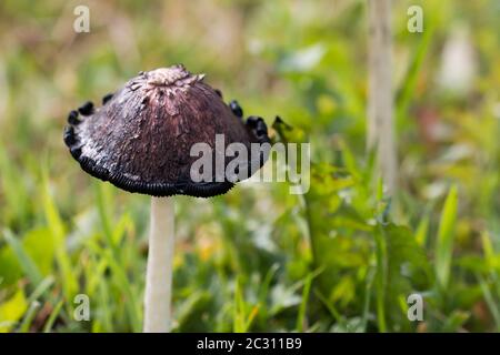 Überreifer Tintendeckel (Coprinus comatus) im Grasland Stockfoto