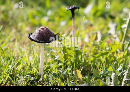 Überreifer Tintendeckel (Coprinus comatus) neben einer verfallenden Einzelperson Stockfoto