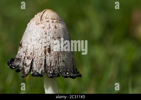 Nahaufnahme einer überreifen Tintenkappe (Coprinus comatus) Stockfoto