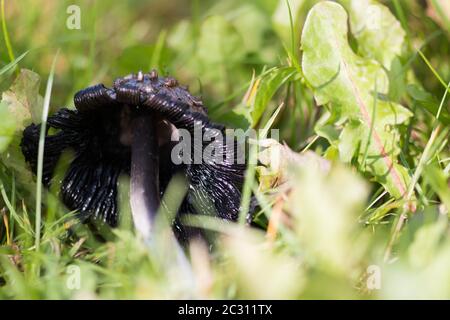 Überreife, zottelige Tintenkappe (Coprinus comatus), die im Gras gefallen ist Stockfoto