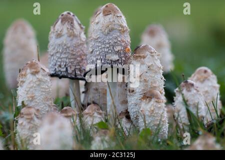 Gruppe von verschlagenen Tintenverschlüssen (Coprinus comatus) Stockfoto