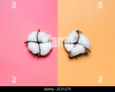Baumwollblume oder Baumwollknospe auf buntem Hintergrund Stockfoto