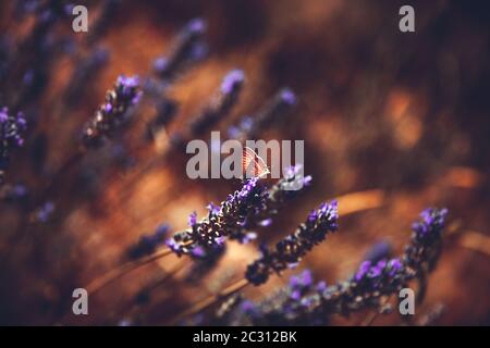 Geblümter Grunge-Hintergrund, schöne kleine violette zarte Blumen, wundervolle Schönheit des frischen Lavendelblumenfelds, schöne Blumentapeten Stockfoto