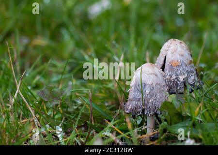 Zwei überreife, zottelige Tintenkappen (Coprinus comatus) im Grasland Stockfoto