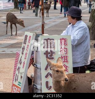 Alte japanische Dame, die im Nara Park, Japan, Rothirsche an Touristen verkauft Stockfoto