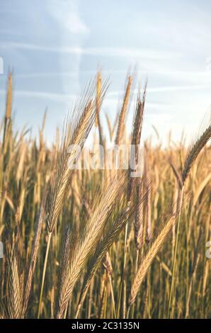 Bereich der unreifen grünen Getreide, Farbtonung angewendet, selektive Fokus. Stockfoto