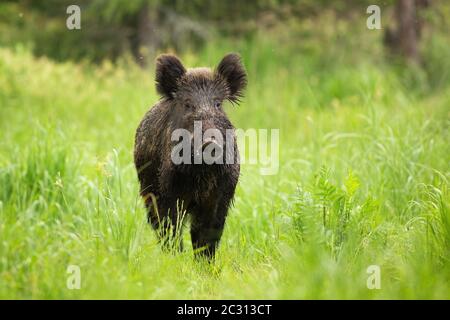 Wildschwein, sus scrofa, auf einer Wiese mit grünem Gras im Sommer mit Kopierraum stehend. Gefährliche wilde schwarze Tiere in ruhiger Wildnis. Ein massiver Stockfoto