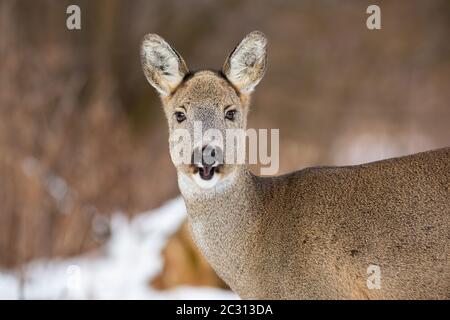 Eine Nahaufnahme der weibliche Rehe, Hyla arborea, bellen auf den Wald verschneite Wiese. Watchful doe nähern und im Winter Landschaft posieren. Stockfoto