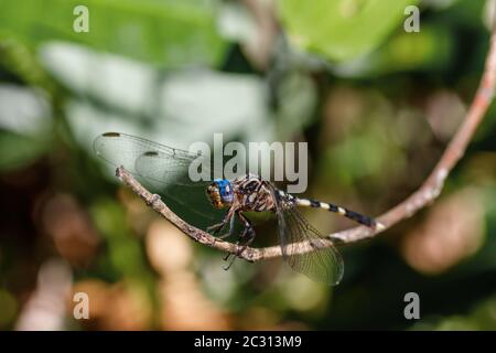 Libelle im Regenwald Madagaskar Tierwelt Stockfoto