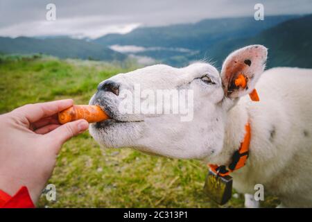 Schafe auf einer Bergfarm an einem bewölkten Tag. Eine Frau füttert ein Schaf in den Bergen norwegens. Ein Tourist gibt einem Schaf Nahrung. Id Stockfoto