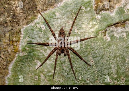 Huntsman Spider auf Baumstamm Madagascar Wildlife Stockfoto