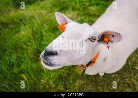 Schafe auf Bergfarm an bewölkten Tag. Norwegische Landschaft mit Schafen Weiden im Tal. Schafe auf Berggipfel Norwegen. Ökologisch Stockfoto