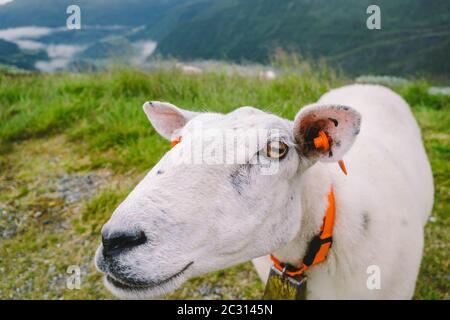 Schafe auf Bergfarm an bewölkten Tag. Norwegische Landschaft mit Schafen Weiden im Tal. Schafe auf Berggipfel Norwegen. Ökologisch Stockfoto