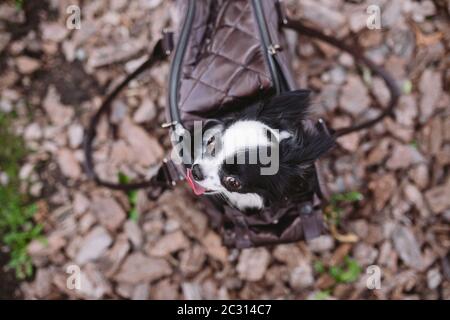 Pet Travel Carrier. Transportbox für kleinen Hund. Hund Tasche transportieren. Chihuahua und pet. Transport eines Hundes in einer Handtasche Stockfoto