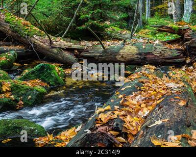 Die kleine Ohe, Fluss im Nationalpark Bayerischer Wald Stockfoto