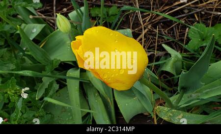 Gelbe Tulpe nach Regen vor dem Hintergrund eines blühenden Frühlingsgartens. Stockfoto