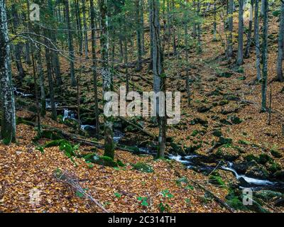 Die kleine Ohe, Fluss im Nationalpark Bayerischer Wald Stockfoto