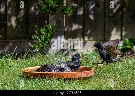 Europäischer Star, sturnus vulgaris, das planschen und das Pränieren im Vogelbad Stockfoto