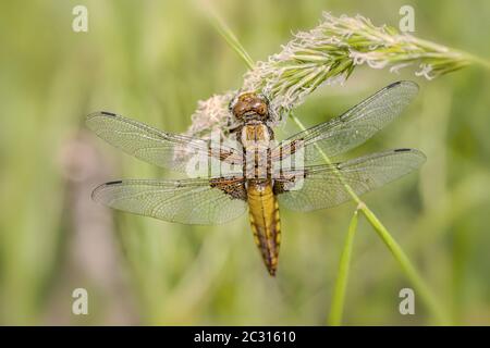 Breitkörperjäger 'Libellula depressa', weiblich Stockfoto