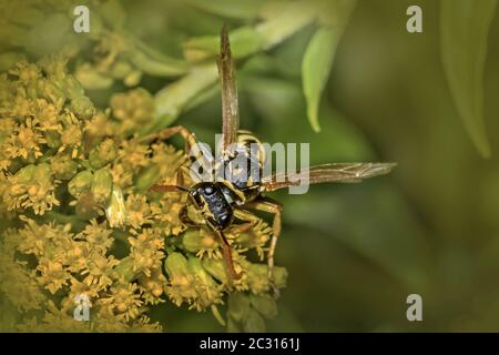 Europäische Papierwespe 'Polistes dominulus' Stockfoto