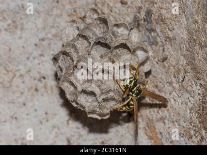 Europäisches Papierwespennest 'Polistes dominulus' Stockfoto