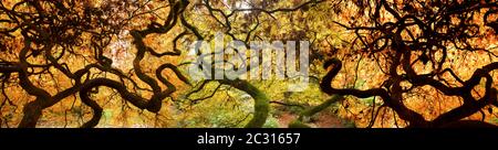 Blick auf Zweige japanischer Ahornbäume im Wald Stockfoto