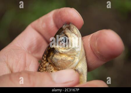 Fisch in der Hand. Sie können einen Teil der Hand und des Kopfes einer Karausche mit Schuppen in der Handfläche auf einem unscharfen Hintergrund sehen Stockfoto