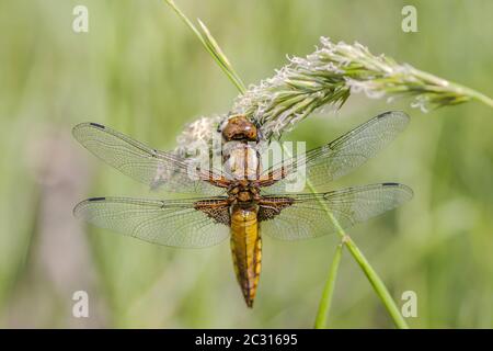 Breitkörperjäger 'Libellula depressa', weiblich Stockfoto