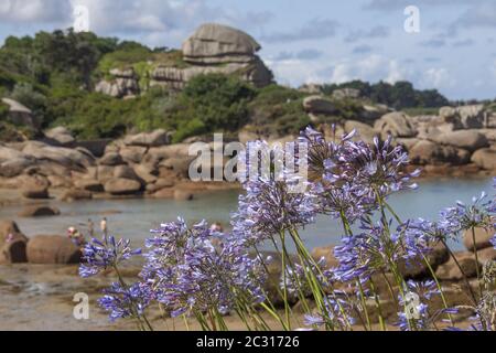 Schmucklilien auf der Cote de Granit Rose Stockfoto