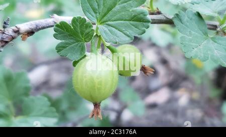 Frische grüne Stachelbeeren. Bio-Beeren Closeup auf einem Zweig der Stachelbeere Busch wachsen. Reife Stachelbeere In den Obstgarten. Stockfoto