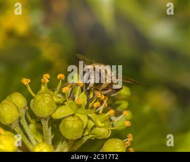 Dronefly 'Eristalis tenax' Stockfoto