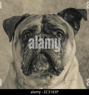 Bull Mastiff Portrait Stockfoto