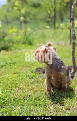 Ein kleiner pelzigen Hund sitzt auf dem Rasen und schaut weg. Stockfoto
