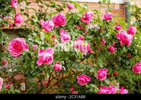 Rosenblüten mit der berühmten Rosa Centifolia foliacea, der Provence Rose oder Kohlrose Stockfoto
