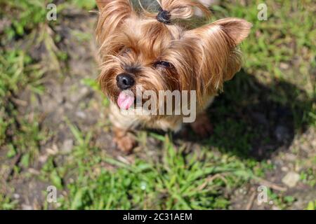 Fröhlicher Yorkshire Terrier, der auf einem grünen Rasen im Park aufschaute und seine Zunge herausstreckte Stockfoto