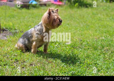 Good Yorkshire Terrier sitzt auf dem Gras im Park und streckte seine Zunge aus Stockfoto